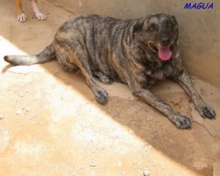 magua c2 3172-460-6